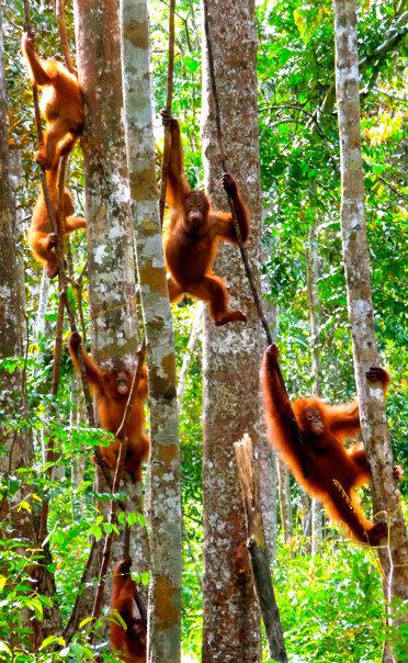kalimantan